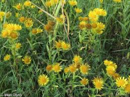 Attēlu rezultāti vaicājumam “Inula britannica”