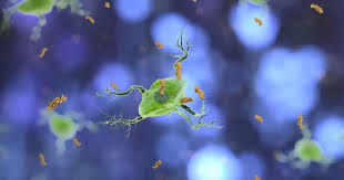 Image result for genus