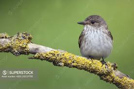 Attēlu rezultāti vaicājumam “Muscicapa striata”