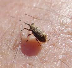 Attēlu rezultāti vaicājumam “Anthonomus pomorum”