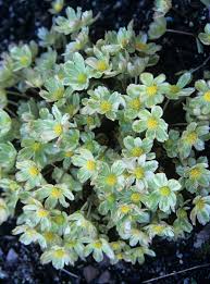 Attēlu rezultāti vaicājumam “Epirhoe tristata”