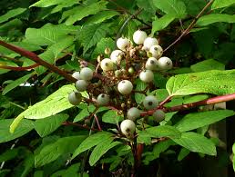 Attēlu rezultāti vaicājumam “Cornus sericea fruit”