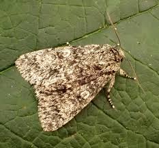 Attēlu rezultāti vaicājumam “Acronicta megacephala”