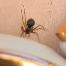 Attēlu rezultāti vaicājumam “Linyphiidae”