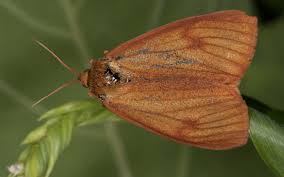 Attēlu rezultāti vaicājumam “Diacrisia sannio female”