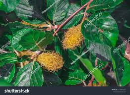 Attēlu rezultāti vaicājumam “Fagus sylvatica fruit”