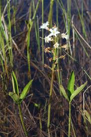 Attēlu rezultāti vaicājumam “Menyanthes trifoliata”