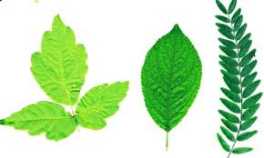 Attēlu rezultāti vaicājumam “leaf”