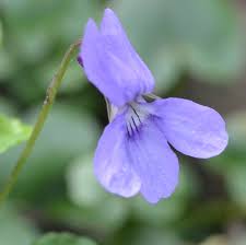 Attēlu rezultāti vaicājumam “Viola reichenbachiana flower”