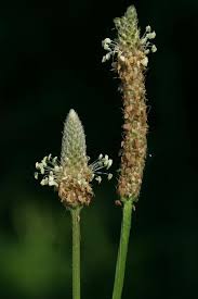 Attēlu rezultāti vaicājumam “Plantago lanceolata”
