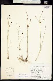 Attēlu rezultāti vaicājumam “Juncus alpinoarticulatus fruit”