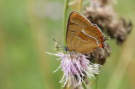 Attēlu rezultāti vaicājumam “Thecla betulae female”