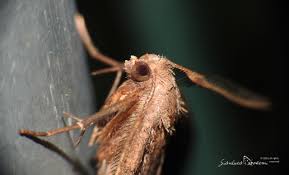 Attēlu rezultāti vaicājumam “Herminia tarsicrinalis”