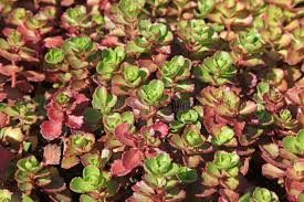 Attēlu rezultāti vaicājumam “Crassulaceae”