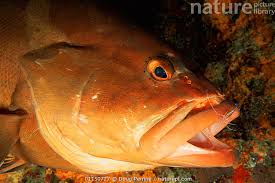 Image result for Epinephelus striatus