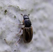 Attēlu rezultāti vaicājumam “Aphodius sp.”