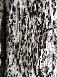 Attēlu rezultāti vaicājumam “Xylographa paralella”