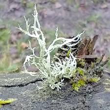 Attēlu rezultāti vaicājumam “Ramalina farinacea”