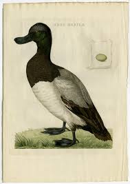 Image result for Aythya marila