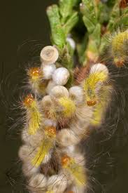 Attēlu rezultāti vaicājumam “Calliteara pudibunda larva”