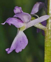 Attēlu rezultāti vaicājumam “Orchis mascula flower”