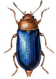 Attēlu rezultāti vaicājumam “Triplax aenea”