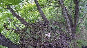 Attēlu rezultāti vaicājumam “Buteo buteo nest”
