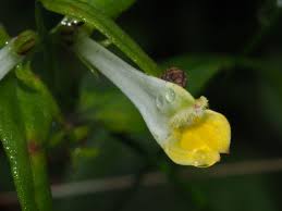 Attēlu rezultāti vaicājumam “Melampyrum pratense”