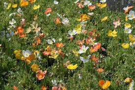 Image result for Alpenmohn