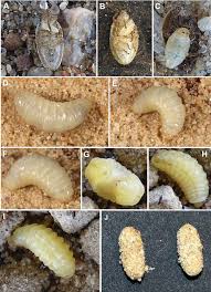 Attēlu rezultāti vaicājumam “Corizus hyoscyami imago”