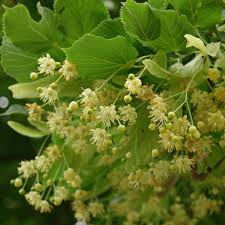 Attēlu rezultāti vaicājumam “Tilia x moltkei”