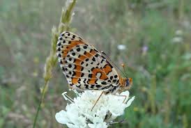Attēlu rezultāti vaicājumam “Melitaea diamina upperside”