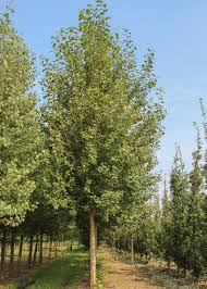 Attēlu rezultāti vaicājumam “Populus x berolinensis”