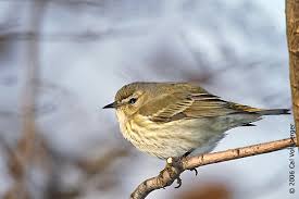 Image result for Dendroica castanea