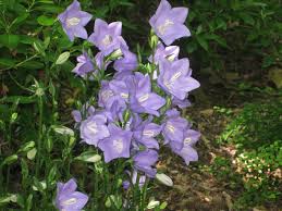 Image result for Campanula persicifolia