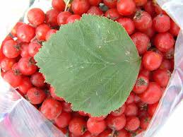 Attēlu rezultāti vaicājumam “Crataegus macracantha fruit”