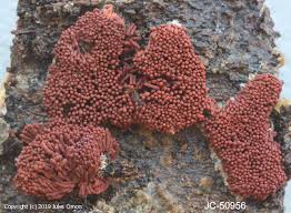 Attēlu rezultāti vaicājumam “Heterotrichia oerstedii (syn. Arcyria oerstedii) spores”