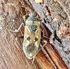 Image result for Rhyparochromus