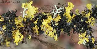 Attēlu rezultāti vaicājumam “Tuckermannopsis chlorophylla”