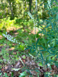 Attēlu rezultāti vaicājumam “Melilotus albus fruit”