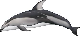 Image result for Leucopleurus acutus