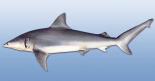 Image result for Carcharhinus isodon