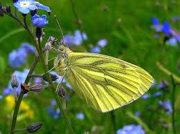 Attēlu rezultāti vaicājumam “Pieris napi male”