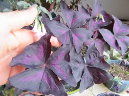 Attēlu rezultāti vaicājumam “Oxalidaceae”