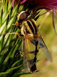 Attēlu rezultāti vaicājumam “Helophilus hybridus male”
