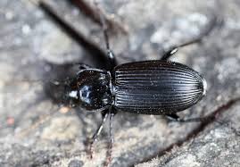 Attēlu rezultāti vaicājumam “Pterostichus melanarius”