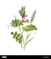 Attēlu rezultāti vaicājumam “Vicia sepium”