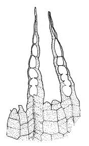 Attēlu rezultāti vaicājumam “Bryum amblyodon sporophyte”