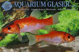 Image result for Tinca tinca