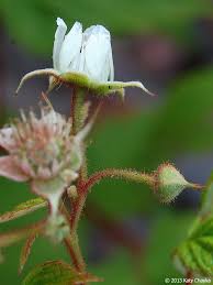 Attēlu rezultāti vaicājumam “Rubus idaeus”